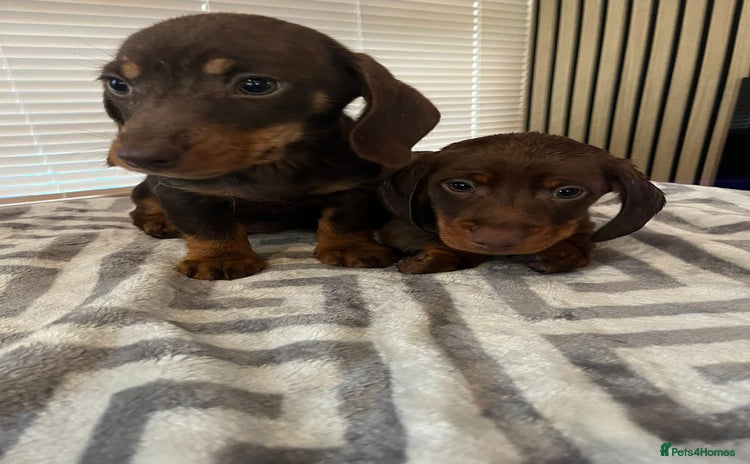 Dachshund dogs Dachshund puppies - Advert 8