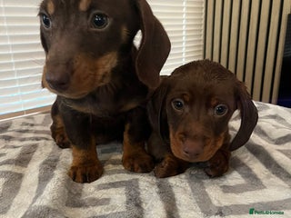 Dachshund dogs Dachshund puppies - Advert 7