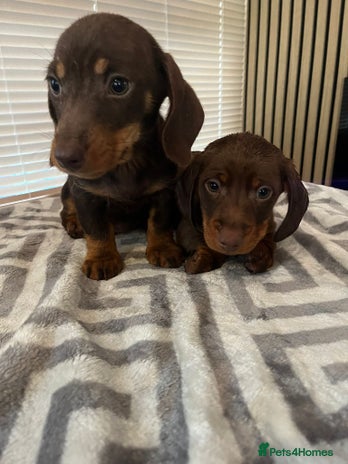 Dachshund dogs Dachshund puppies - Advert 8