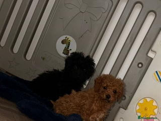 Miniature Poodle dogs Miniature Poodles!!! with 400 Health Tests!!! - Advert 3