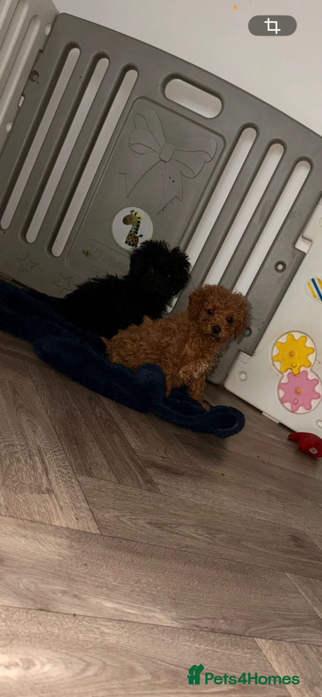 Miniature Poodle dogs for sale: Miniature Poodles!!! with 400 Health Tests!!! - Advert 4
