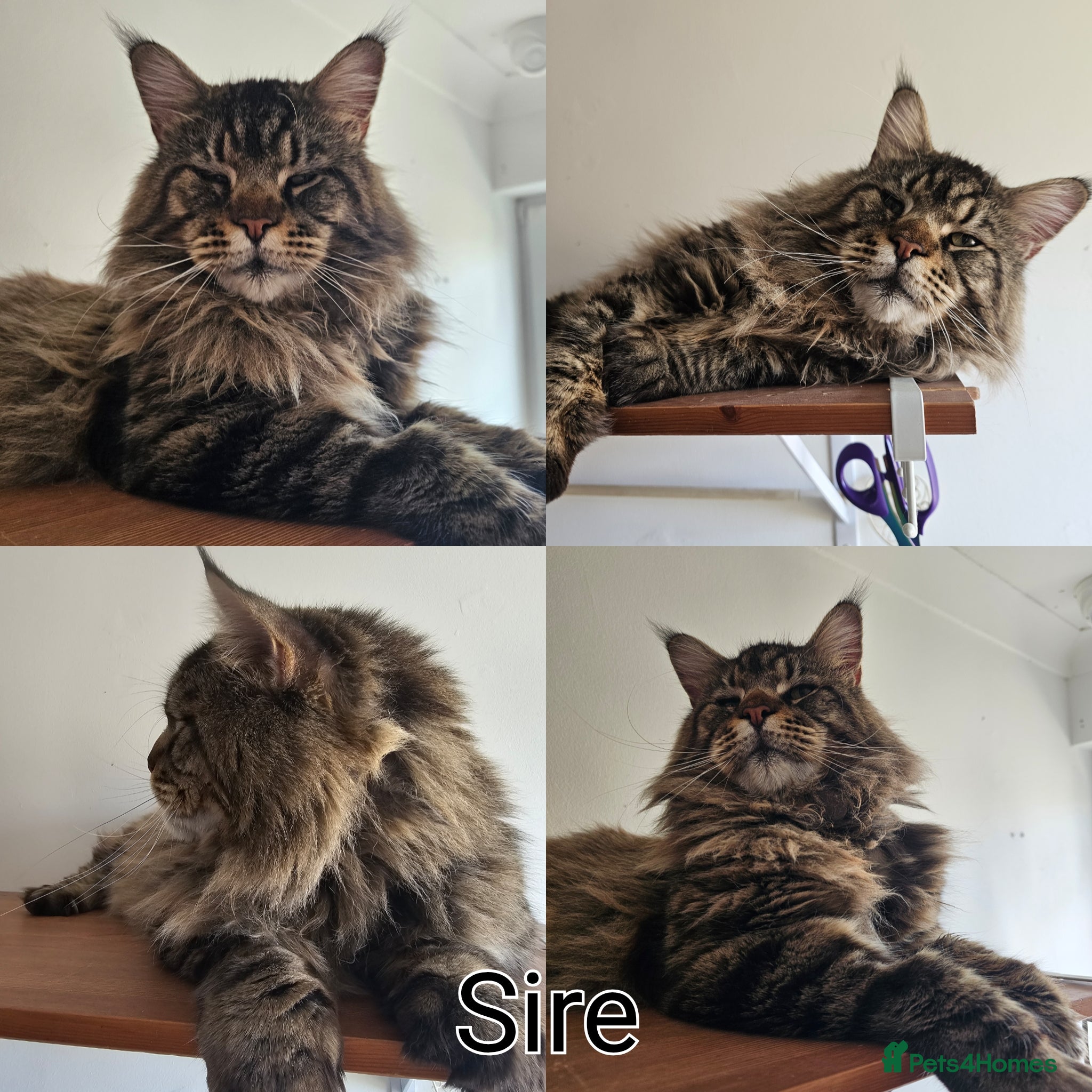 Maine Coon cats for sale: Maine Coon boy - Advert 3