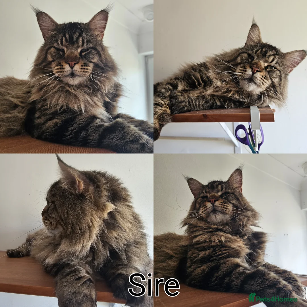 Maine Coon cats for sale: Pedigree Maine Coon boy - Advert 1