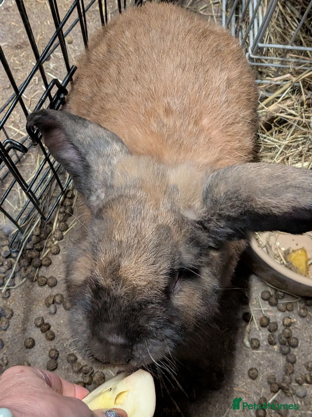 Continental Giant rabbits for sale: Bilbo in Glasgow - Advert 8