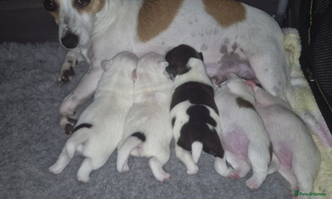 Jack Russell dogs for sale: 15 week wired haired jack Russell teddy  - Image 10