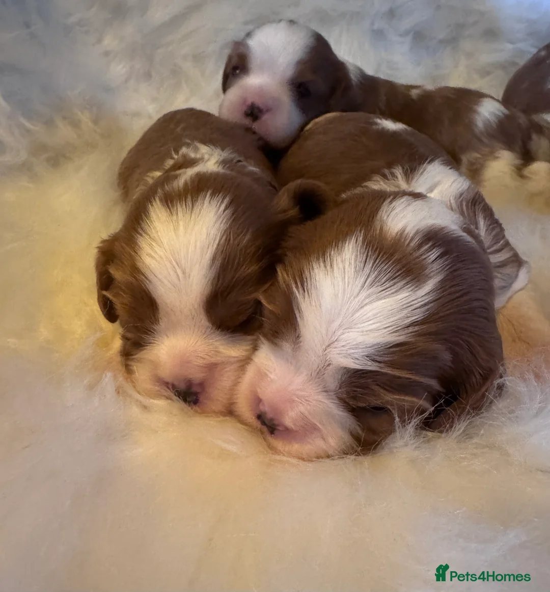 Cavalier King Charles Spaniel dogs for sale: Cavalier King Charles KC reg DNA 5* home breed - Advert 13