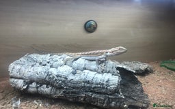 Lizard reptiles for sale: Baby rankin  - Image 1