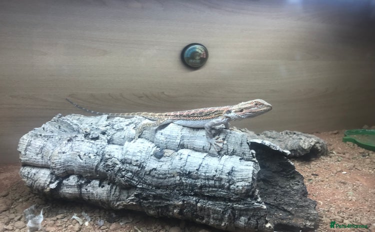 Lizard reptiles - Advert 16