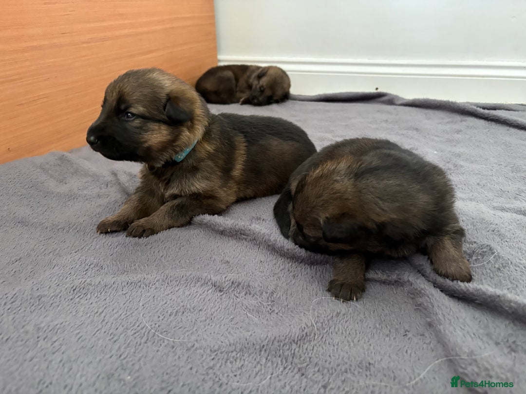 German Shepherd dogs for sale: German Shepherd Pups - Image 2