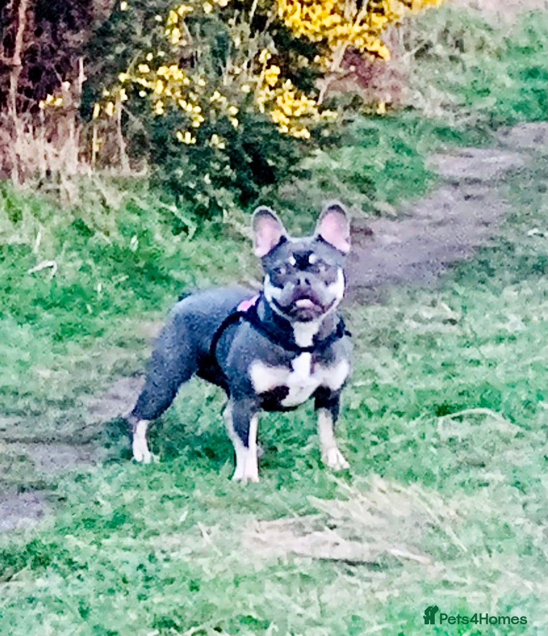 French Bulldog dogs for sale: Blue & tan French bulldogs  - Advert 10