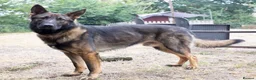 German Shepherd dogs for sale: Four year old German Shepherd male  - Advert 5