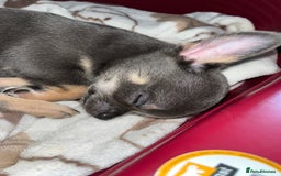Chihuahua dogs for sale: Pure bred Chihuahua puppies - Image 18