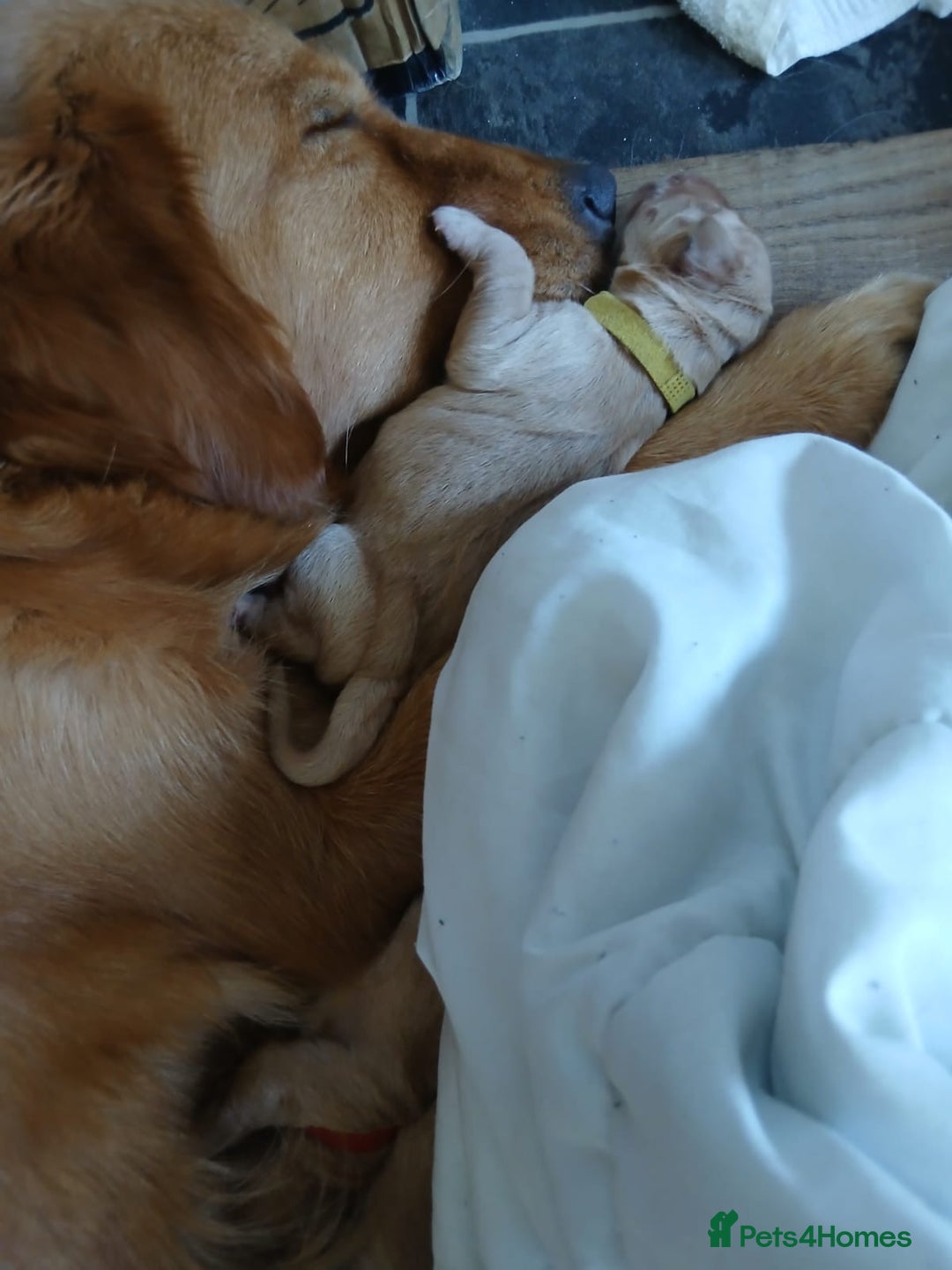 Golden Retriever dogs for sale: 🐾 Golden Retriever Puppies – Ready Soon! 🐾 - Image 13