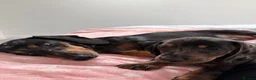 Dachshund dogs for sale: Mini dachshund  - Advert 5