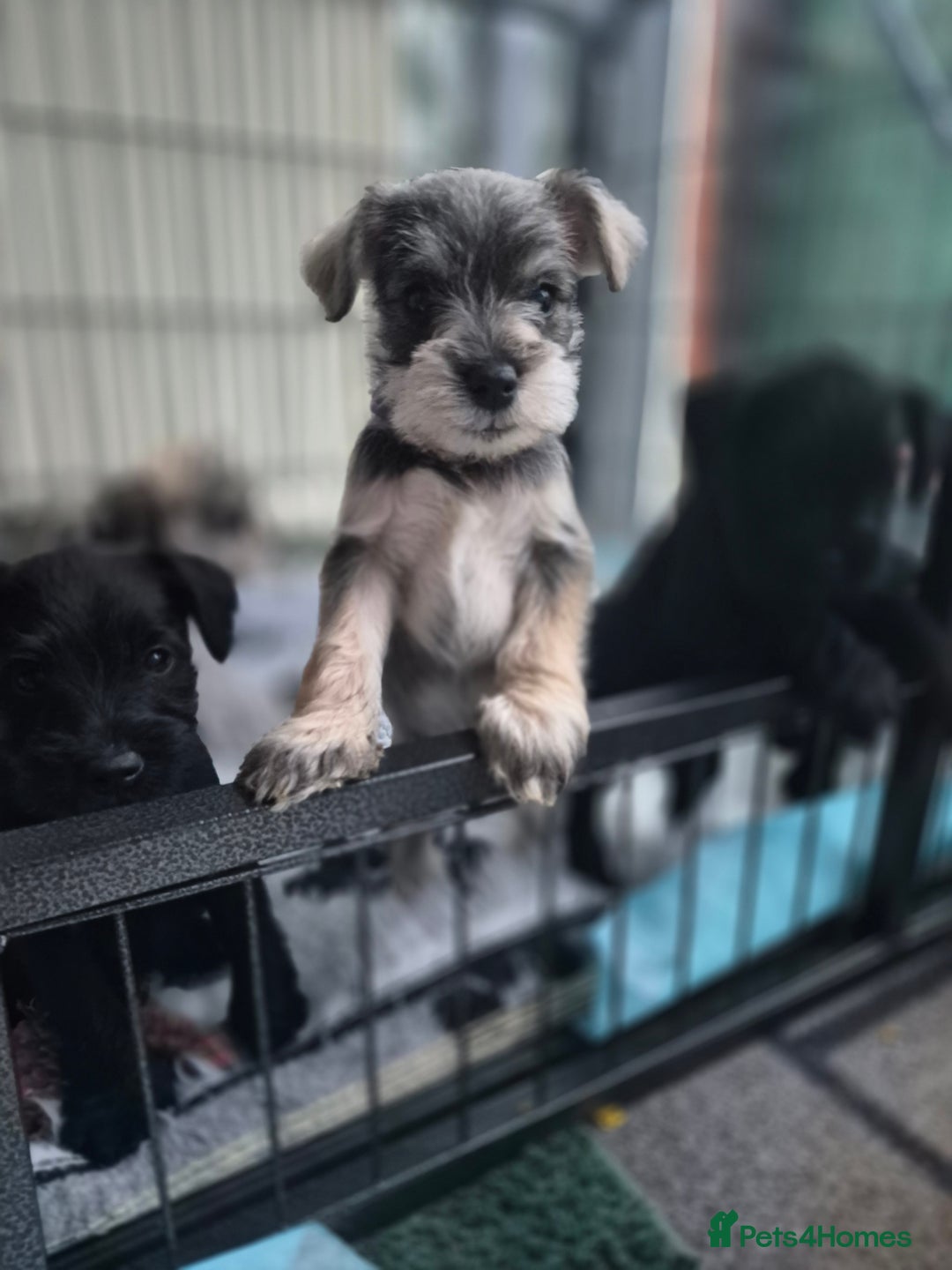 Miniature Schnauzer dogs for sale: 🩷🩷🩷🩵🩵Miniature schnauzers 1st Vac✓BVA✓KC reg✓ - Advert 5