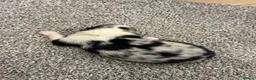 Australian Shepherd dogs for sale: 7 stunning Australian Shepards  - Advert 7
