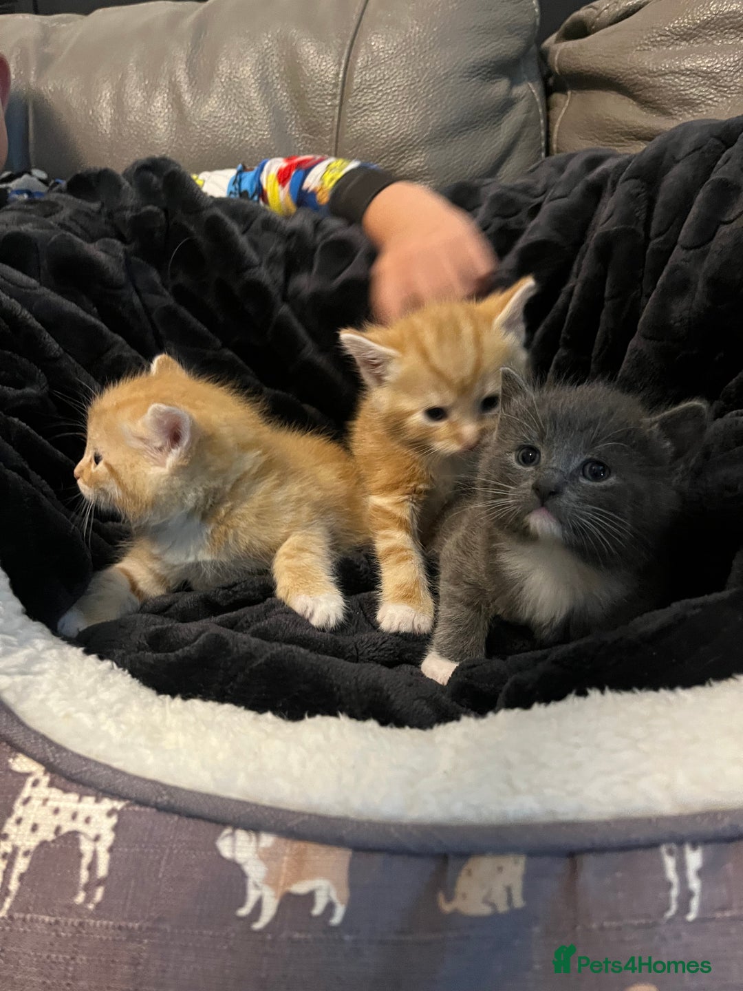 British Shorthair cats for sale: British short hair x - Image 18