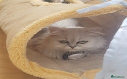 Persian cats for sale: Persian Chinchilla cross kittens for sale  - Image 5