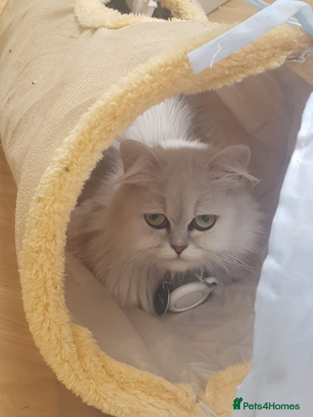 Persian cats for sale: Persian Chinchilla cross kittens for sale  - Image 5