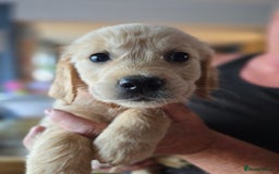 Golden Retriever dogs for sale: Beautiful Golden Retrievers READY TO GO!  - Image 4