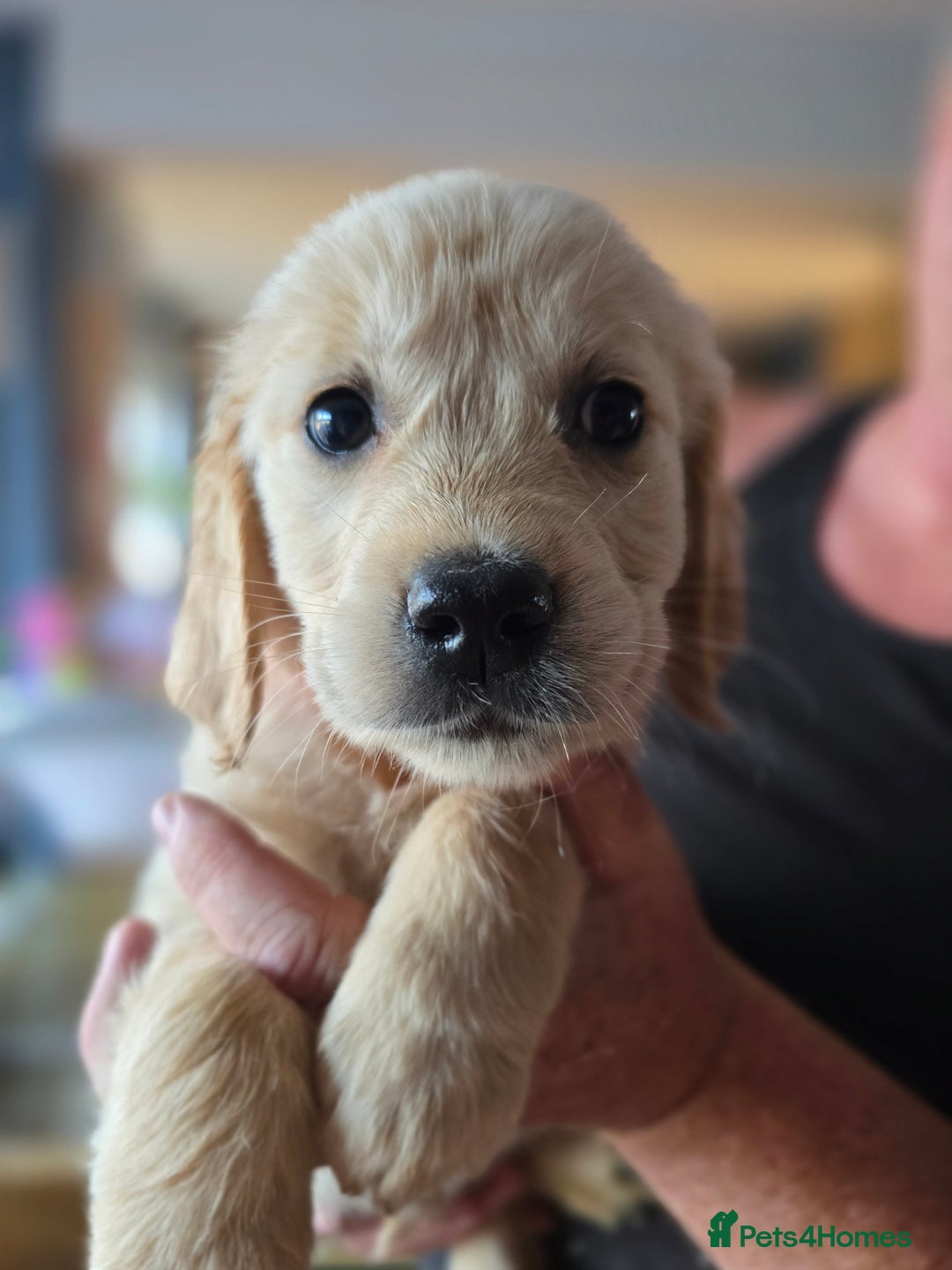 Golden Retriever dogs for sale: Beautiful Golden Retrievers READY TO GO!  - Image 4