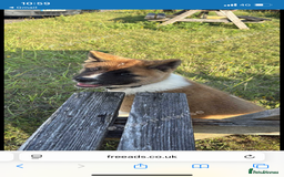 Akita dogs for sale: 17 week old American male Akita  - Image 4