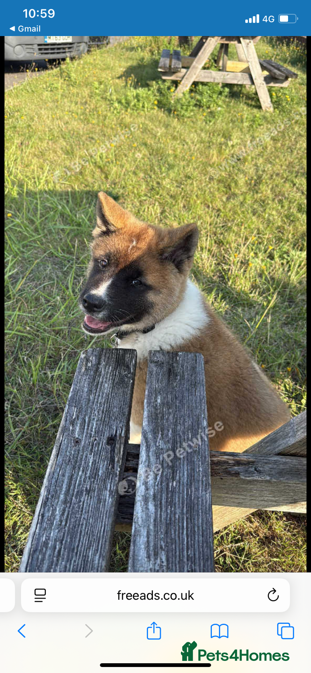 Akita dogs for sale: 17 week old American male Akita  - Image 4
