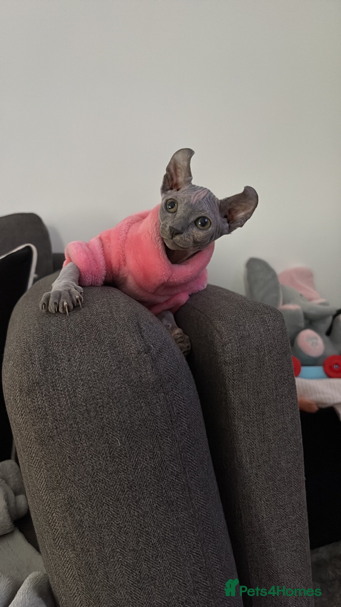 Dwelf cats Elf Sphynx kitten  - Advert 7