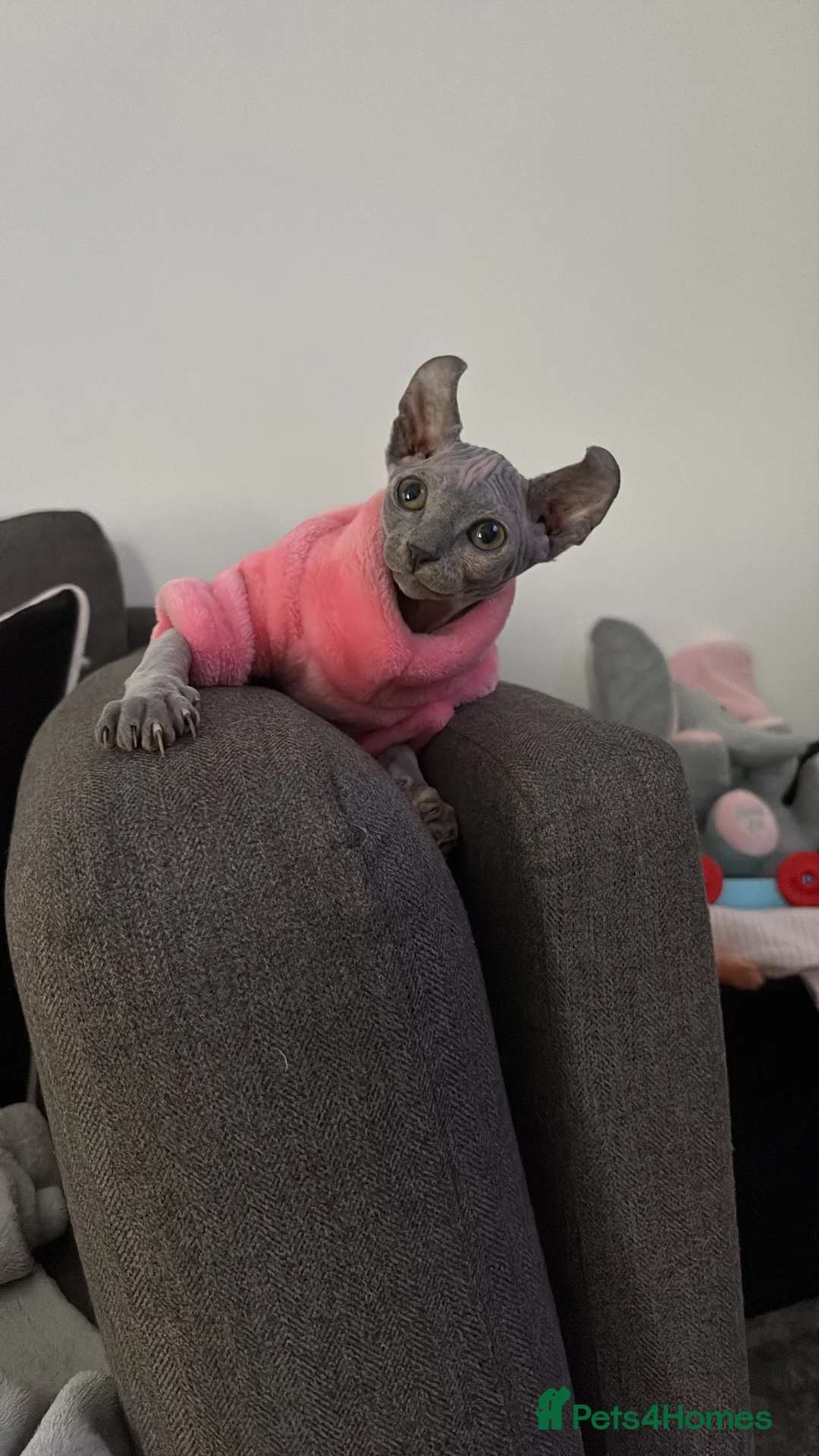 Dwelf cats for sale: Elf Sphynx kitten  - Advert 1