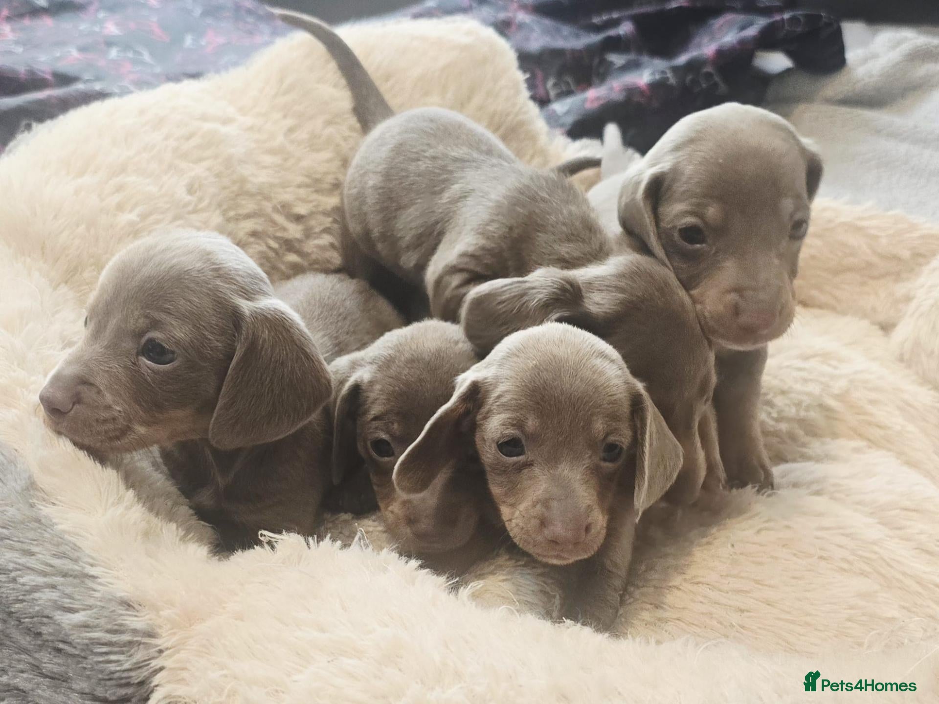 Dachshund dogs Beautiful little dachshund puppies - Advert 14