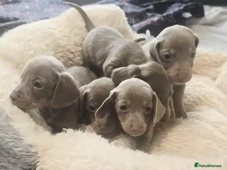 Dachshund dogs Beautiful little dachshund puppies - Advert 11