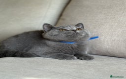 British Shorthair cats for sale: Beautiful kittens  - Image 21