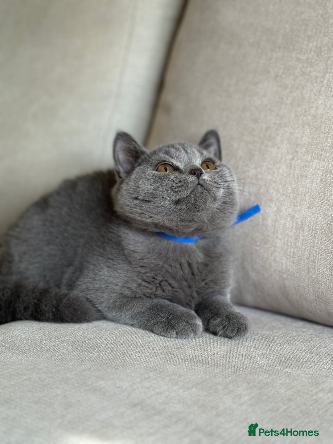 British Shorthair cats for sale: Beautiful kittens  - Image 21