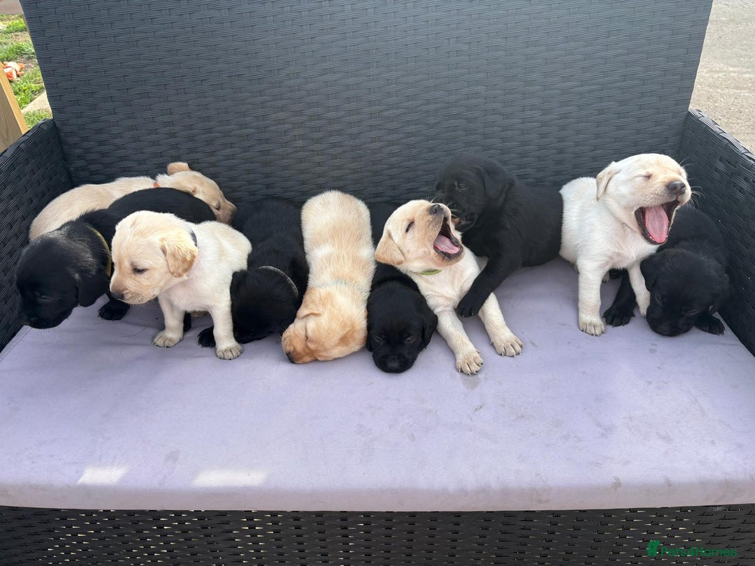 Labrador Retriever dogs for sale: Beautiful litter of kc registered labrador  - Image 1