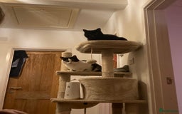 Domestic Shorthair cats for sale: Beautiful cats - Image 12