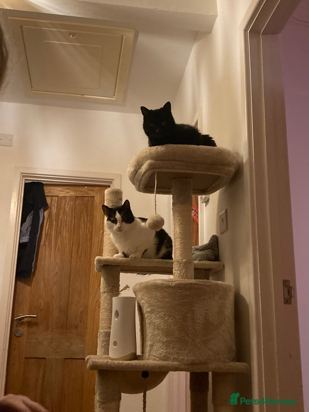 Domestic Shorthair cats for sale: Beautiful cats - Image 12