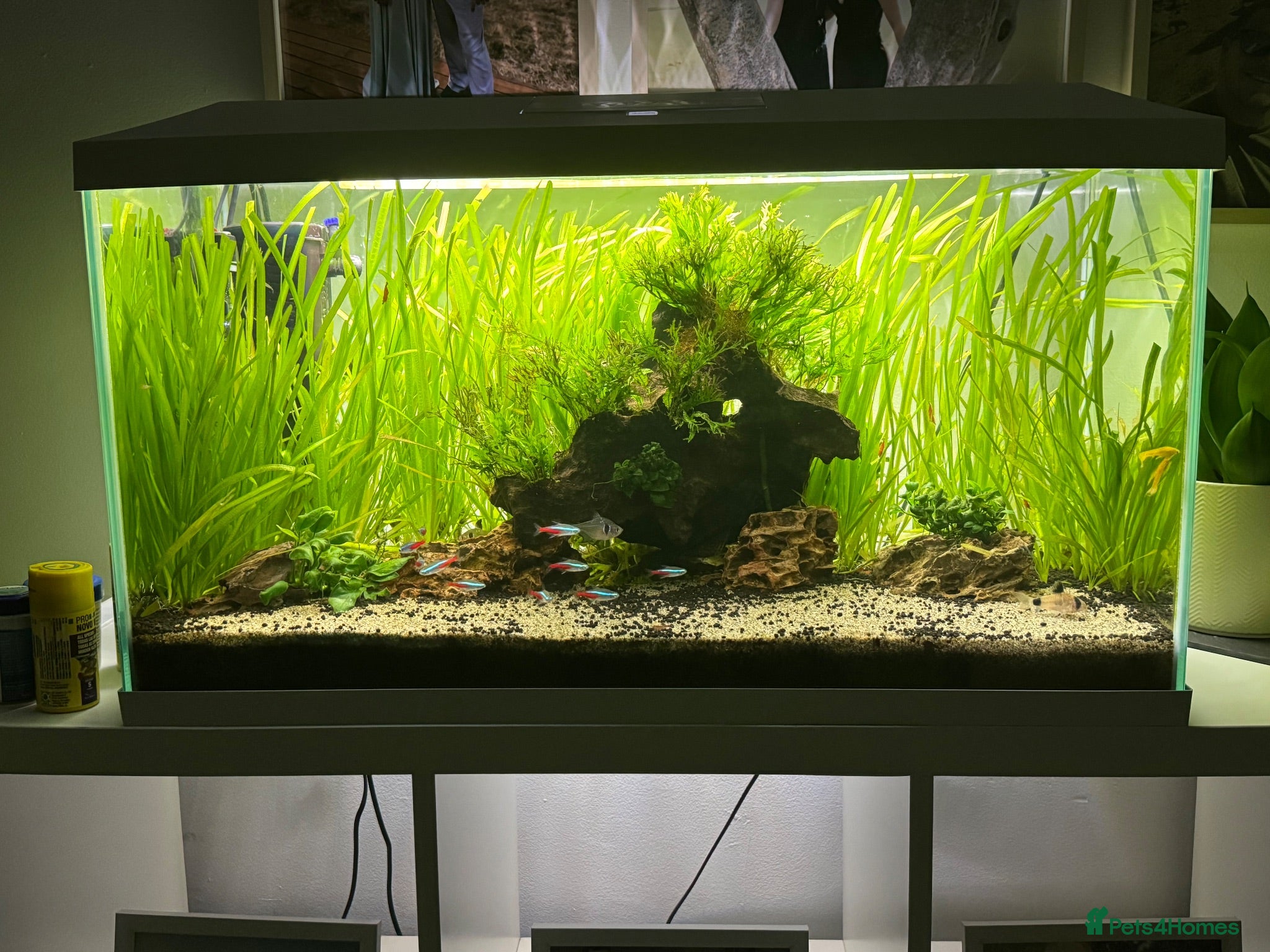 Plecos fish Aquarium / Fish Tank for sale  - Advert 2