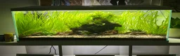 Plecos fish for sale: Aquarium / Fish Tank for sale  in East Grinstead - Advert 2