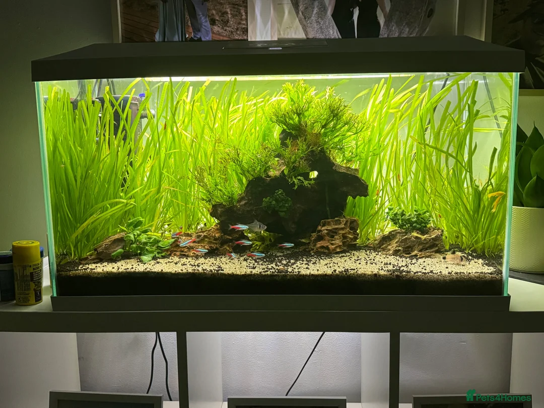 Plecos fish for sale: Aquarium / Fish Tank for sale  in East Grinstead - Advert 2