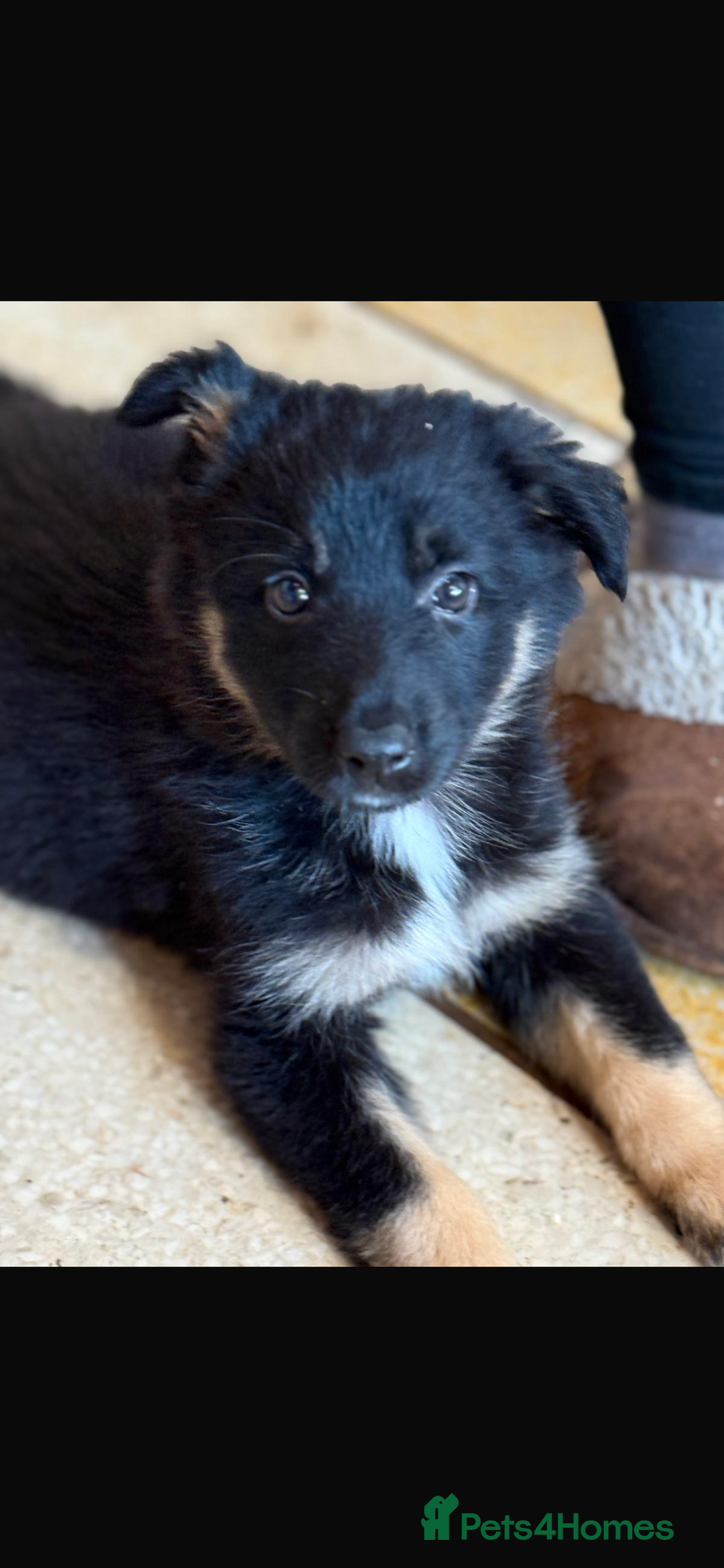Mixed Breed dogs for sale: 🐶German Shepherd X Puppies🐶 - Image 2