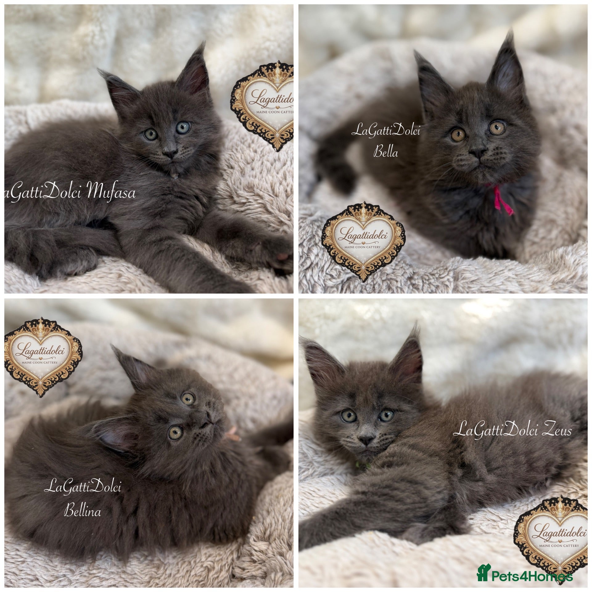 Maine Coon cats 🏆⭐️XXL Blue Maine Coons - Champion Lines⭐️🏆 - Advert 1