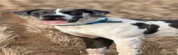 Great Dane dogs for stud: Blue harlequin Great Dane stud - Advert 3