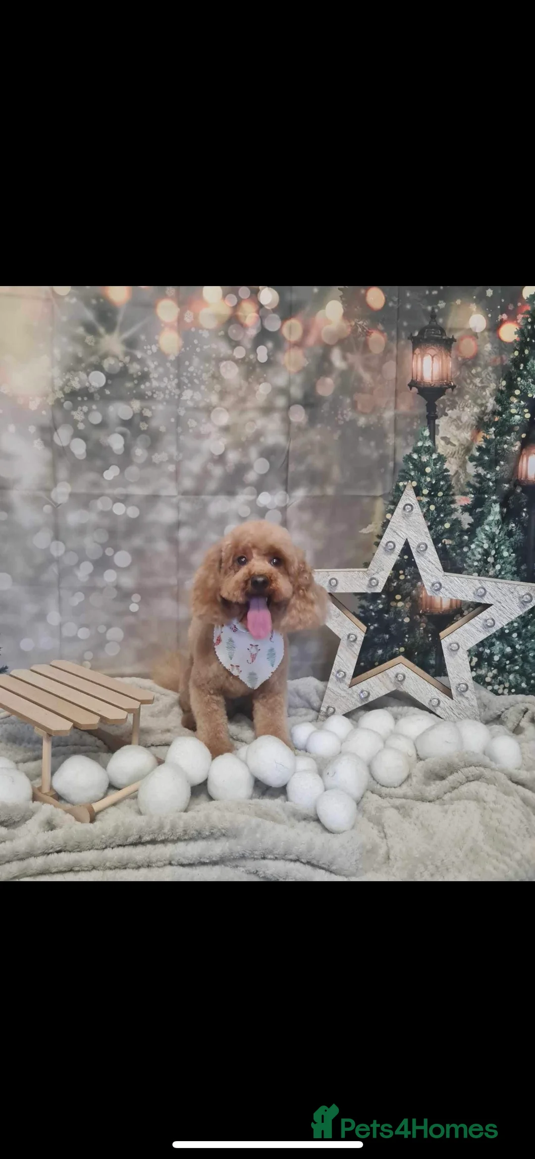 Toy Poodle dogs for stud: Proven Red Toy Poodle for STUD KC Registered in Dudley - Advert 1