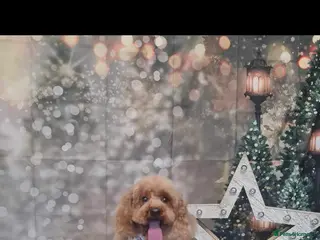 Toy Poodle dogs Proven Red Toy Poodle for STUD KC Registered in Dudley - Advert 18