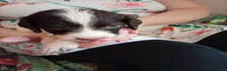 English Springer Spaniel dogs for sale: Ready now english Springer spaniels - Advert 23