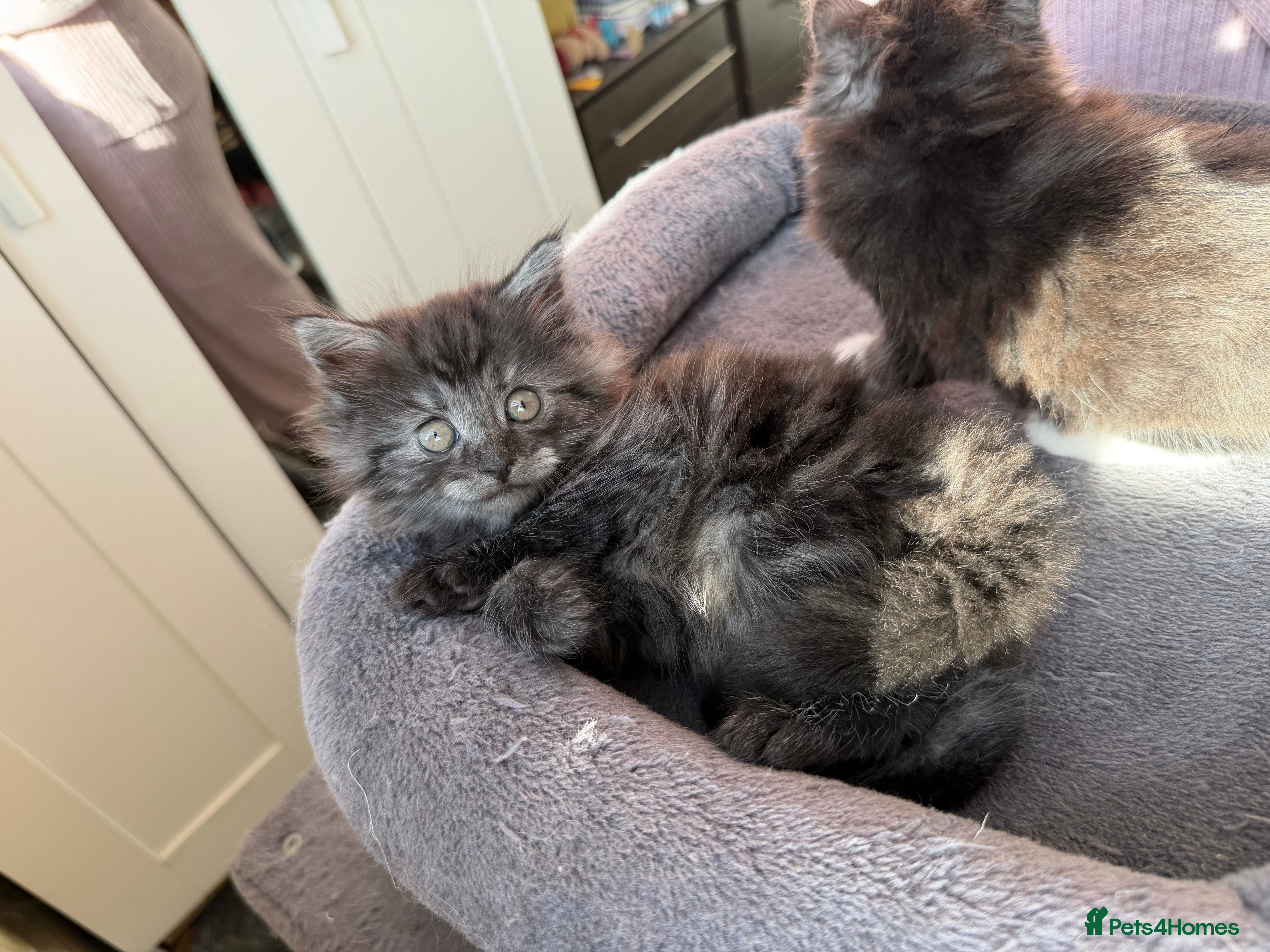 Mixed Breed cats for sale: 1 male Siberian Kittens for sale.  - Advert 5