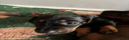 Miniature Dachshund dogs for sale: miniature dachshund - Advert 1