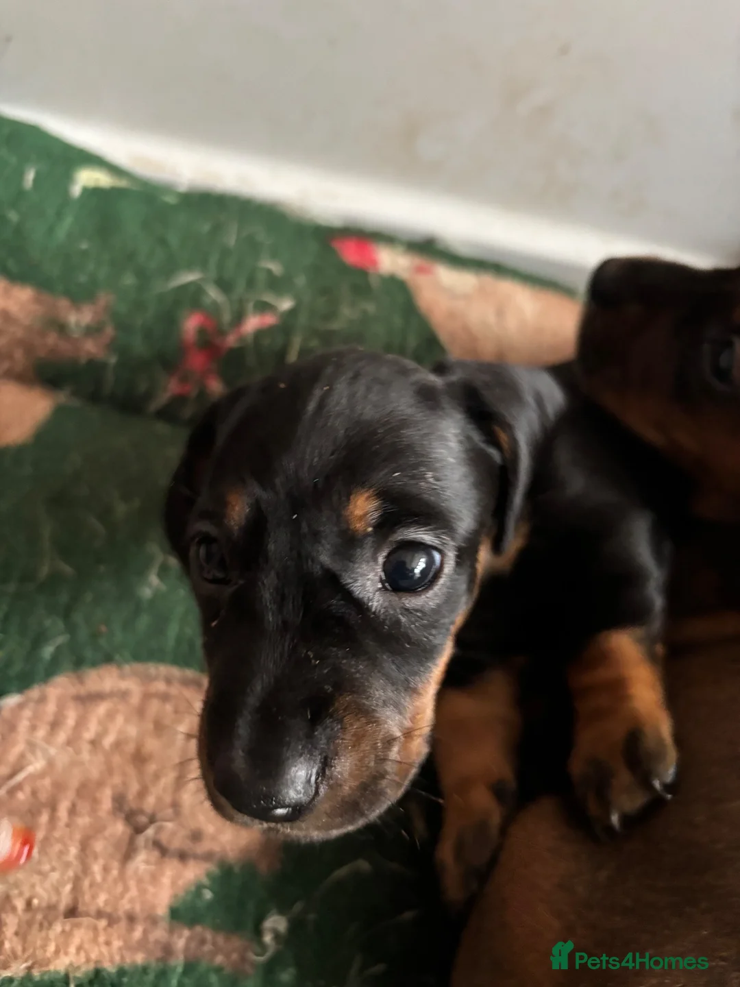 Miniature Dachshund dogs for sale: miniature dachshund - Advert 1