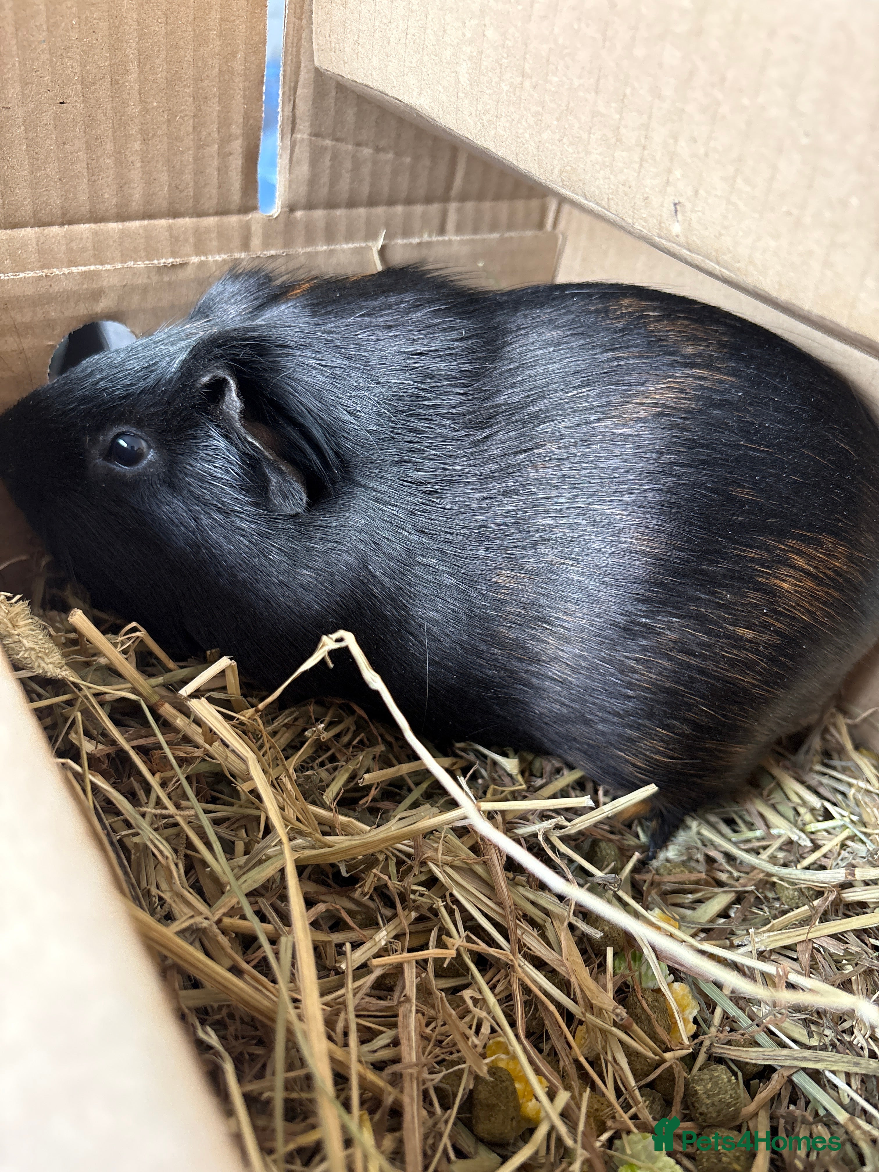 Guinea Pig rodents Black&brown Guinea Pig with Big Cage in Leicester - Advert 1