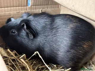 Guinea Pig rodents Black&brown Guinea Pig with Big Cage in Leicester - Advert 1